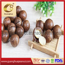 Export Standard Big Kernel Macadamia Nuts